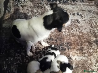 Jack Russell dogs 6 beautiful Jack russells available - Advert 6