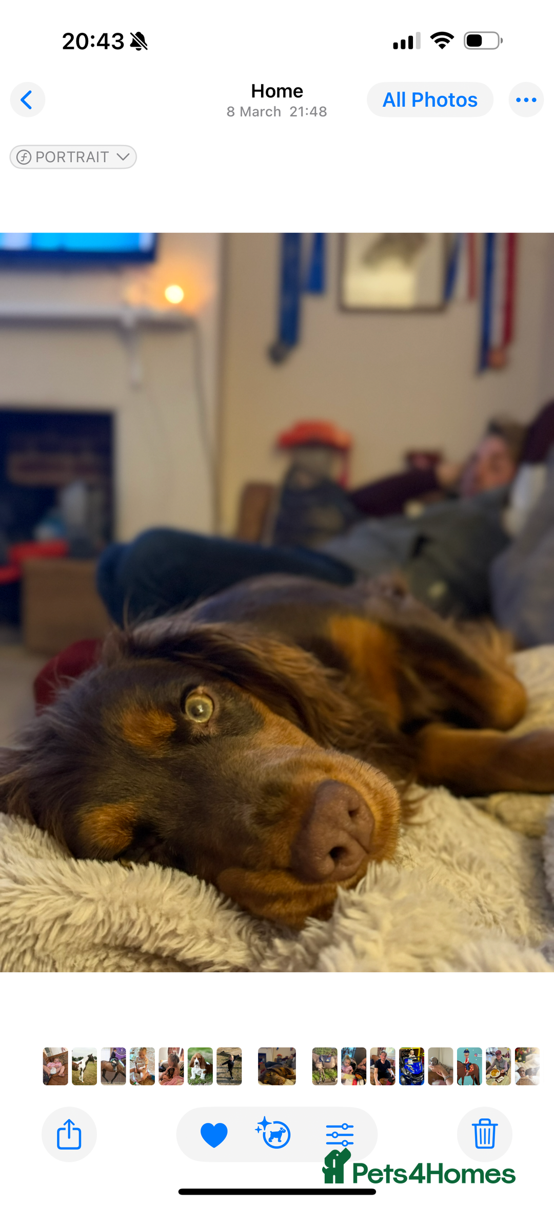 Cocker Spaniel dogs for sale: 8 health checked true quality working cocker pups - Advert 18