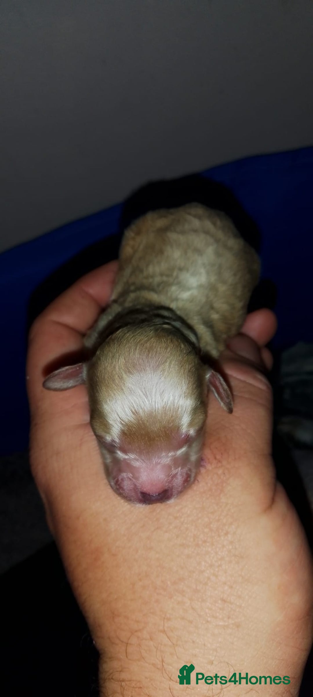 Shihpoo dogs for sale: Shihpoo x kc registered toy poodle  - Image 15