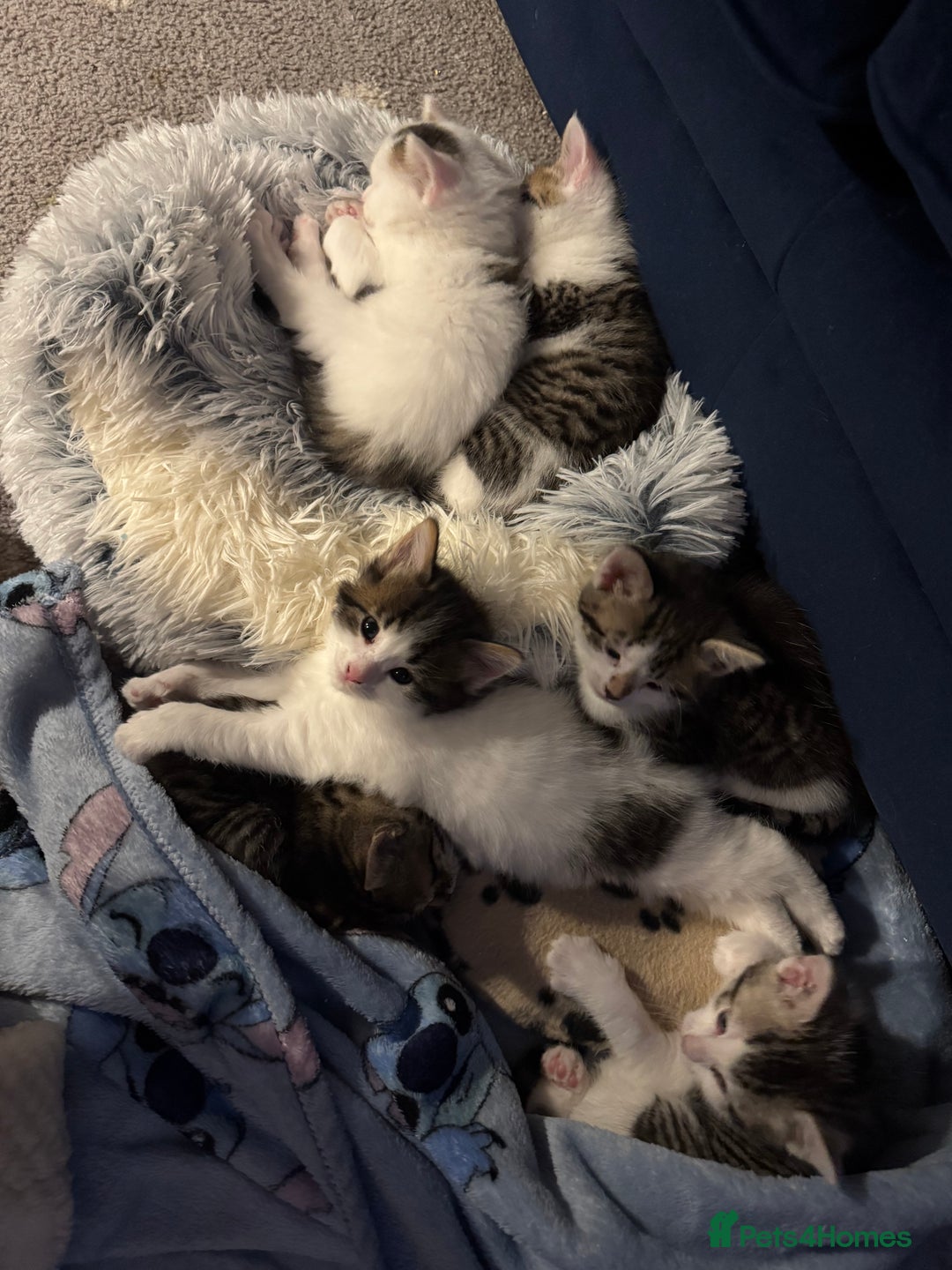 Mixed Breed cats for sale: Bengal cross kittens  - Advert 1