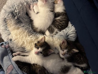 Mixed Breed cats Bengal cross kittens - Advert 3