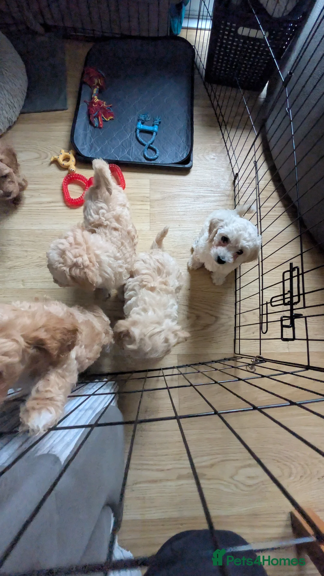 Cavachon dogs for sale: Beautiful female Cavapoochon pup - Advert 4