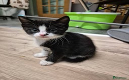 Domestic Shorthair cats for sale: Kittens - Image 7