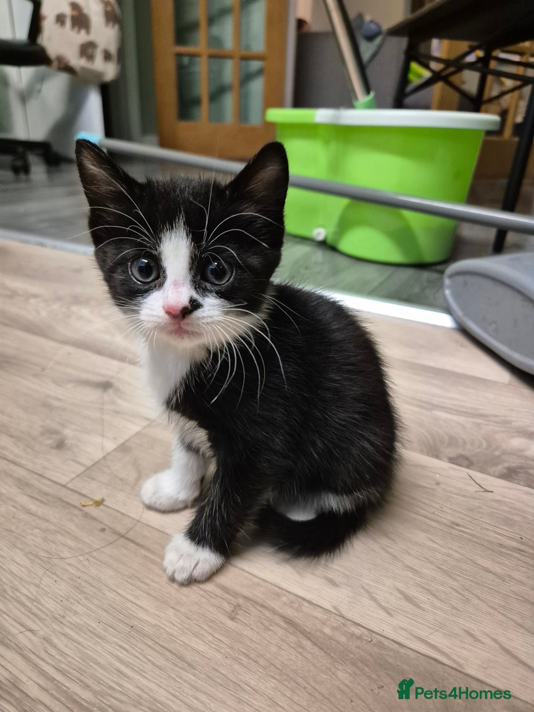 Domestic Shorthair cats for sale: Kittens - Image 7