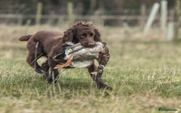 Cocker Spaniel dogs for stud: Working cocker spaniel for stud in Bedale - Image 6