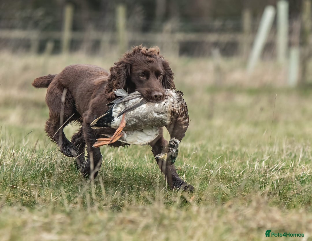 Cocker Spaniel dogs for stud: Working cocker spaniel for stud in Bedale - Image 6
