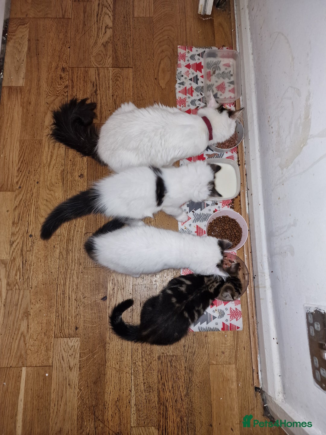 Persian cats for sale: Persian kitten for sale. - Image 6