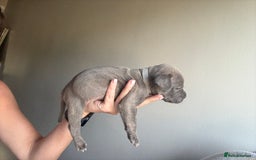 Mixed Breed dogs for sale: Frenchie x Staffy puppies  - Image 18