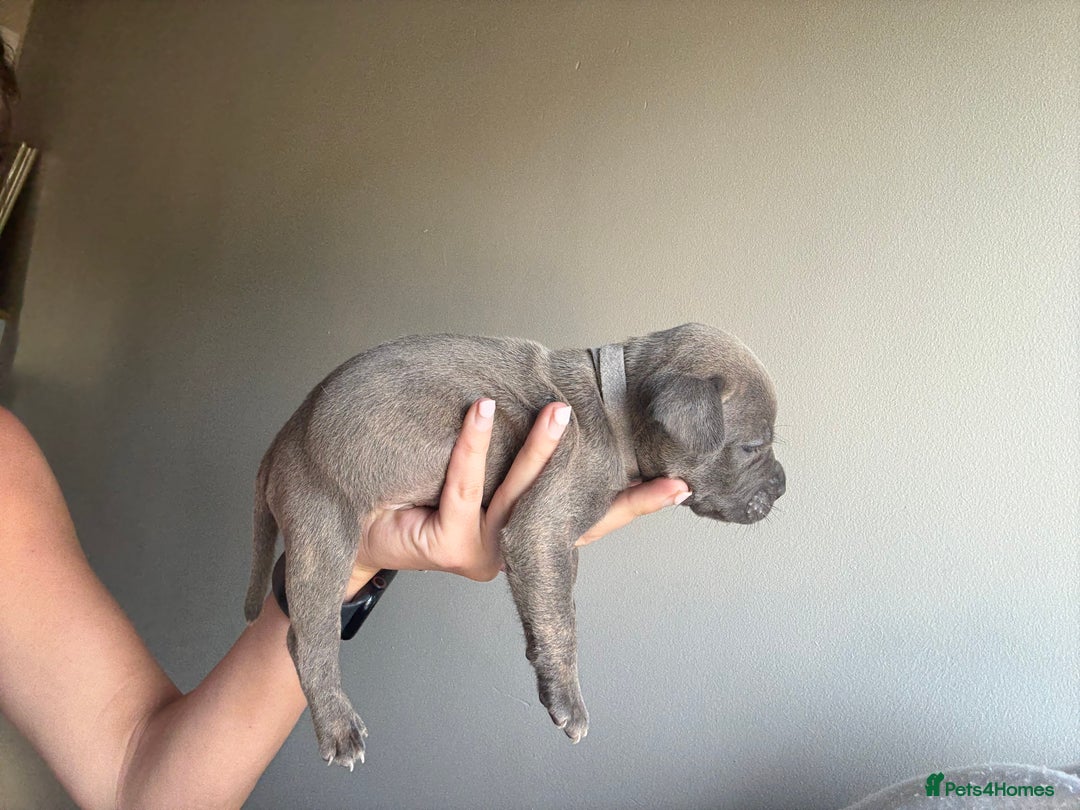 Mixed Breed dogs for sale: Frenchie x Staffy puppies  - Image 18