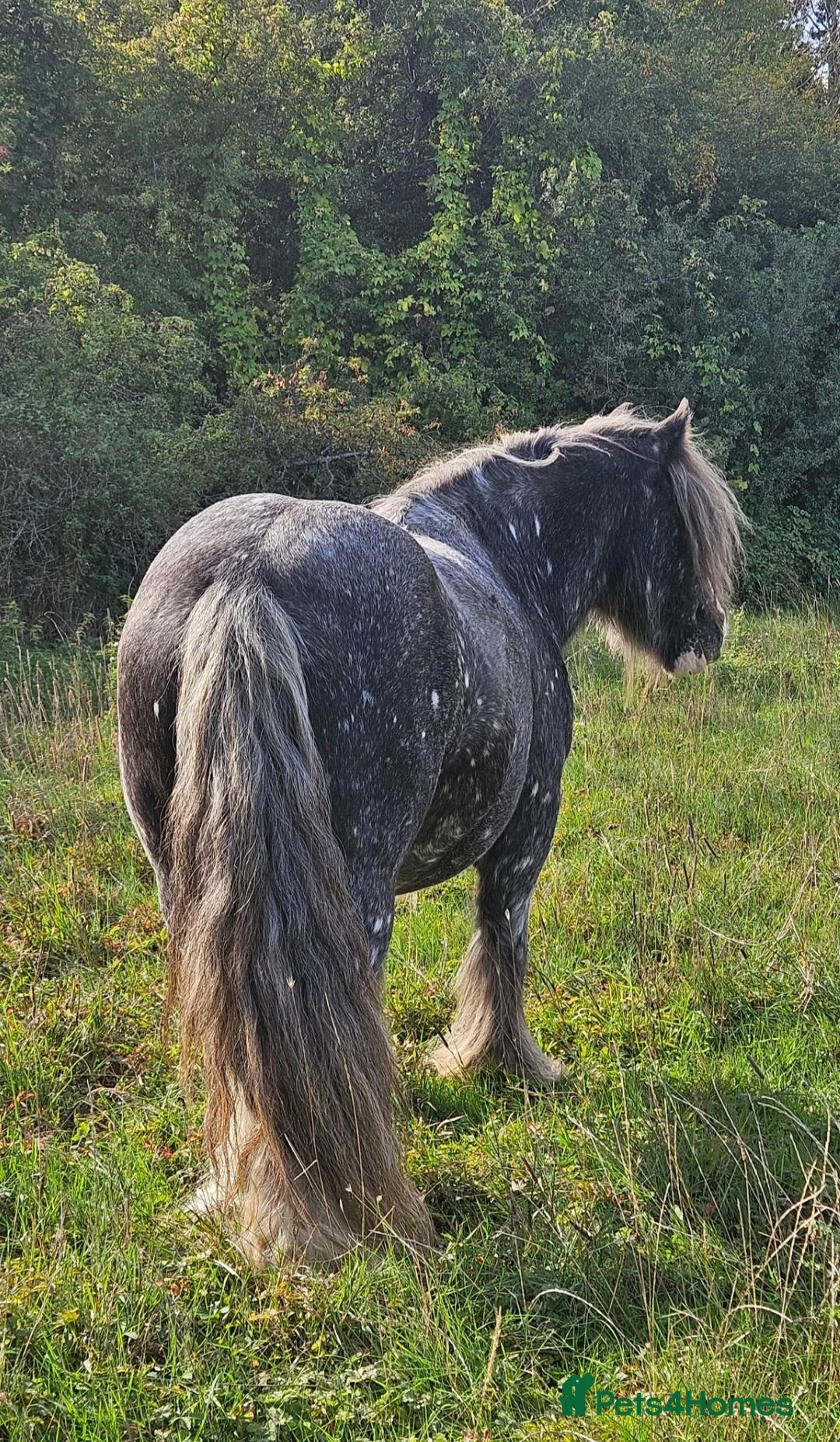 Irish Cob horses for sale: Spotted Cob Gelding - 11.2hh, Rising 5yrs - Advert 4