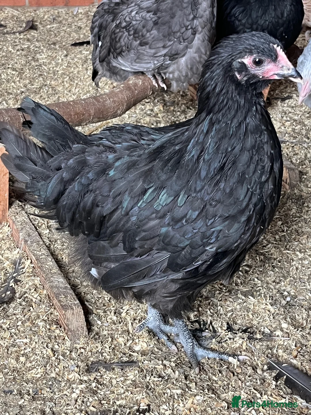 Chickens poultry for sale: Orpington chickens - Advert 2