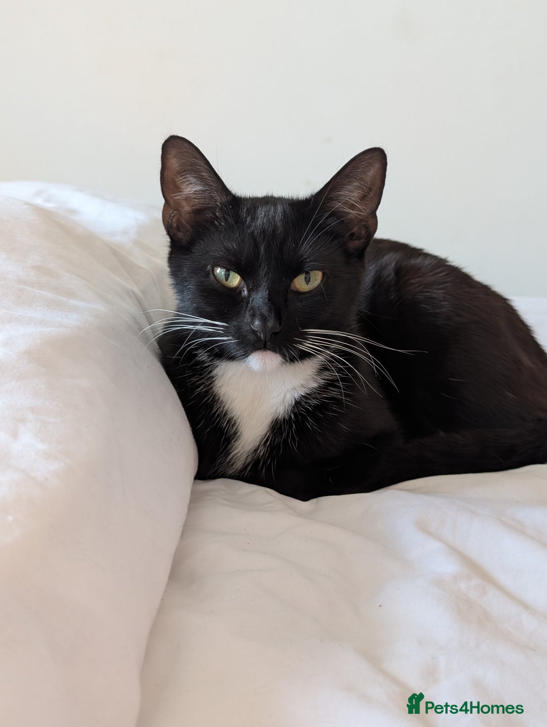 Mixed Breed cats for sale: Lovely black and Tuxedo kittens for sale - Image 8