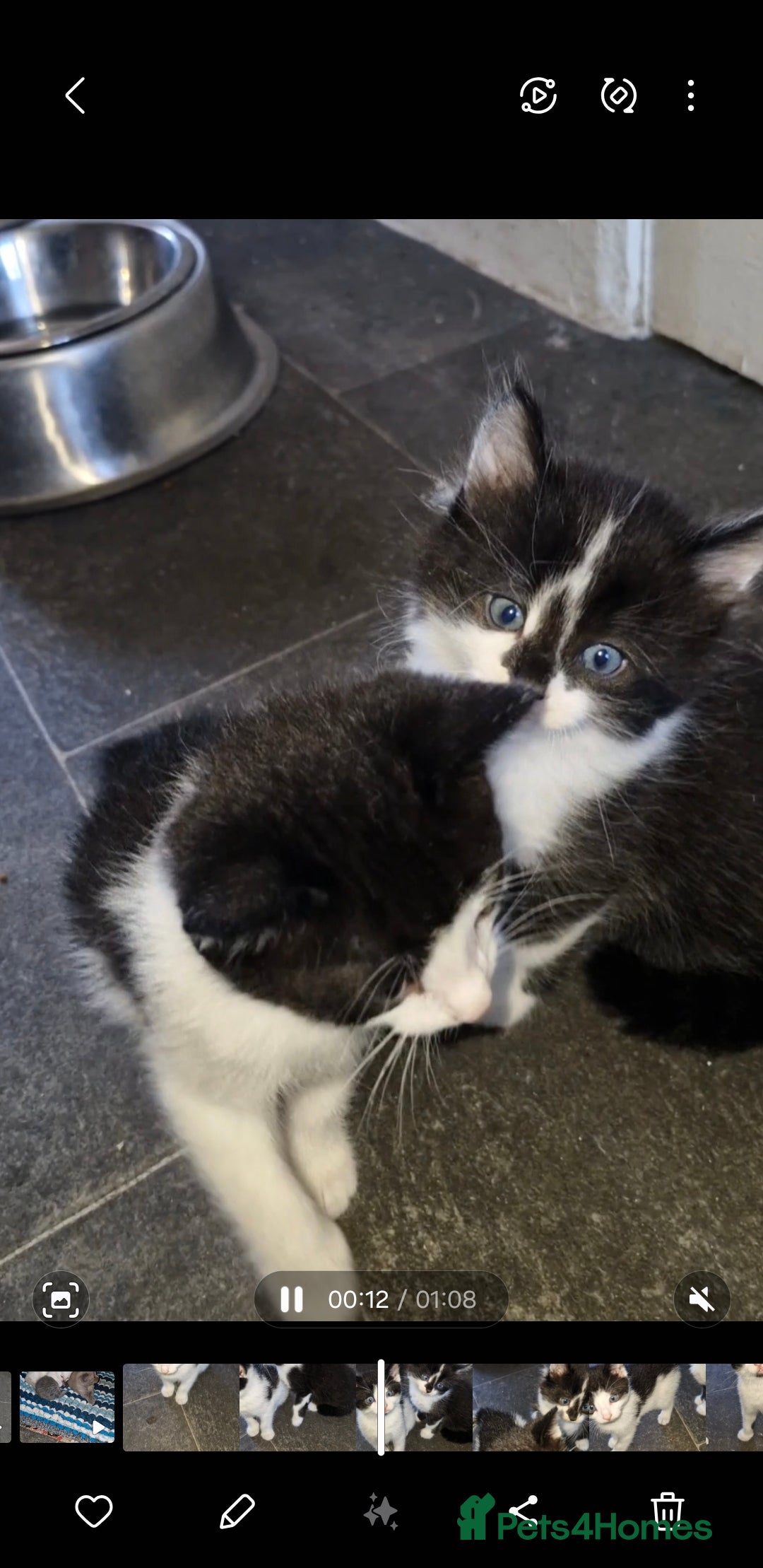 Mixed Breed cats for sale: Two very cute kittens  - Image 2