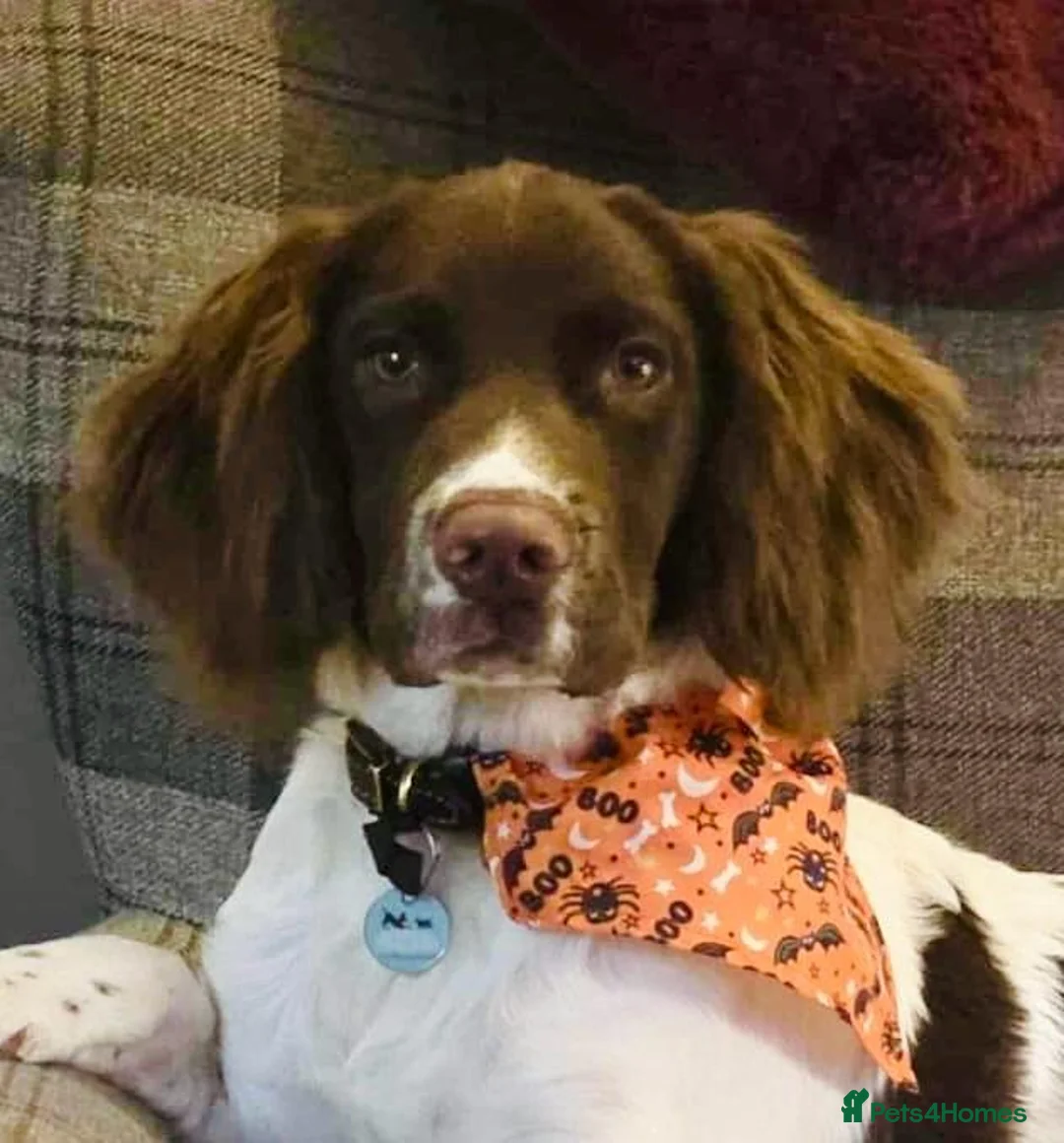 English Springer Spaniel dogs for stud: **DOMINO** FOR STUD DUTIES - Advert 2