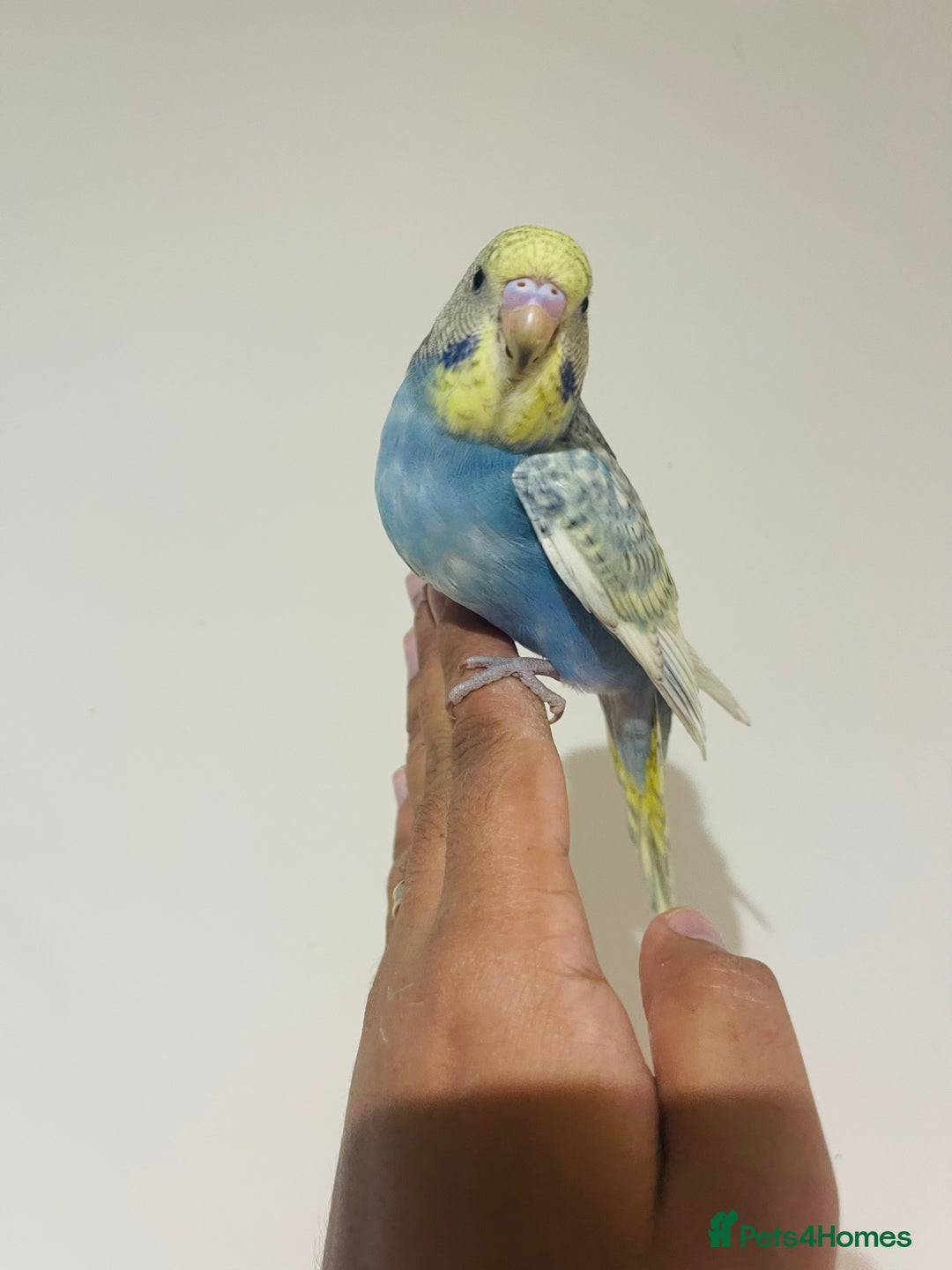 Budgerigars birds for sale: Hand reared budgies for sale  - Advert 9