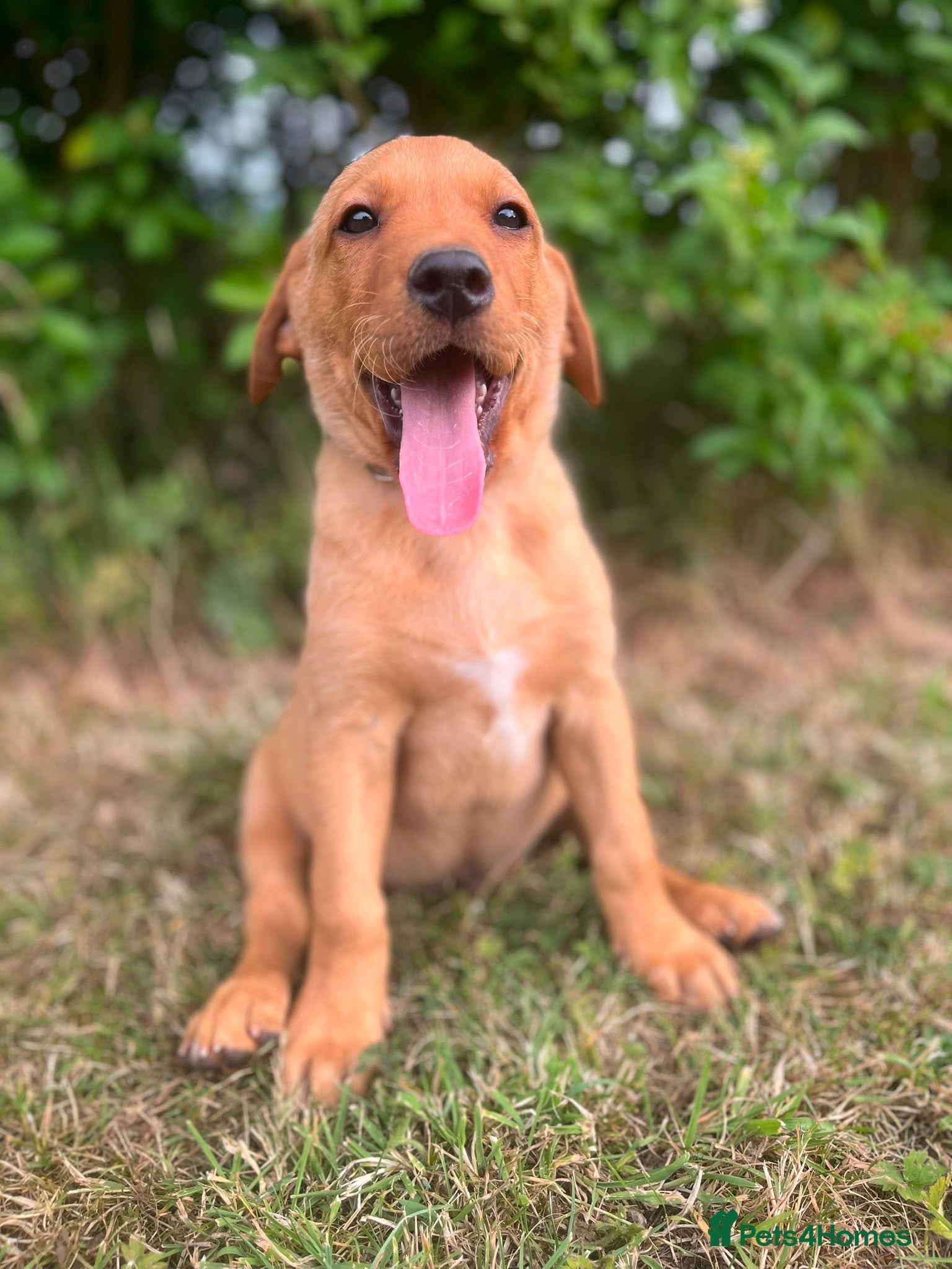 Labrador Retriever dogs 8 beautiful kc  health checked labradors  - Advert 1