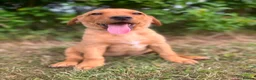 Labrador Retriever dogs for sale: READY TO GONOW 8beautiful labrador kchealthcheaked - Advert 9