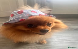 Pomeranian dogs for sale: 💗Last girl left! Royal Orange Pomeranian Pedigree - Image 19