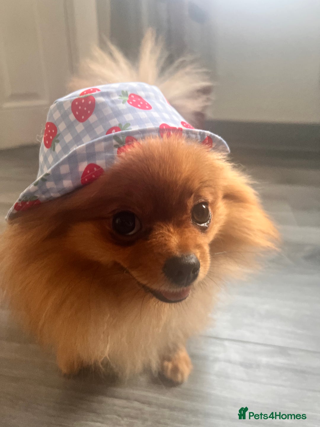 Pomeranian dogs for sale: 💗Last girl left! Royal Orange Pomeranian Pedigree - Image 19