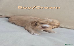 Cocker Spaniel dogs for sale: 🐶 Cocker spaniel Show-type Puppies - Image 8