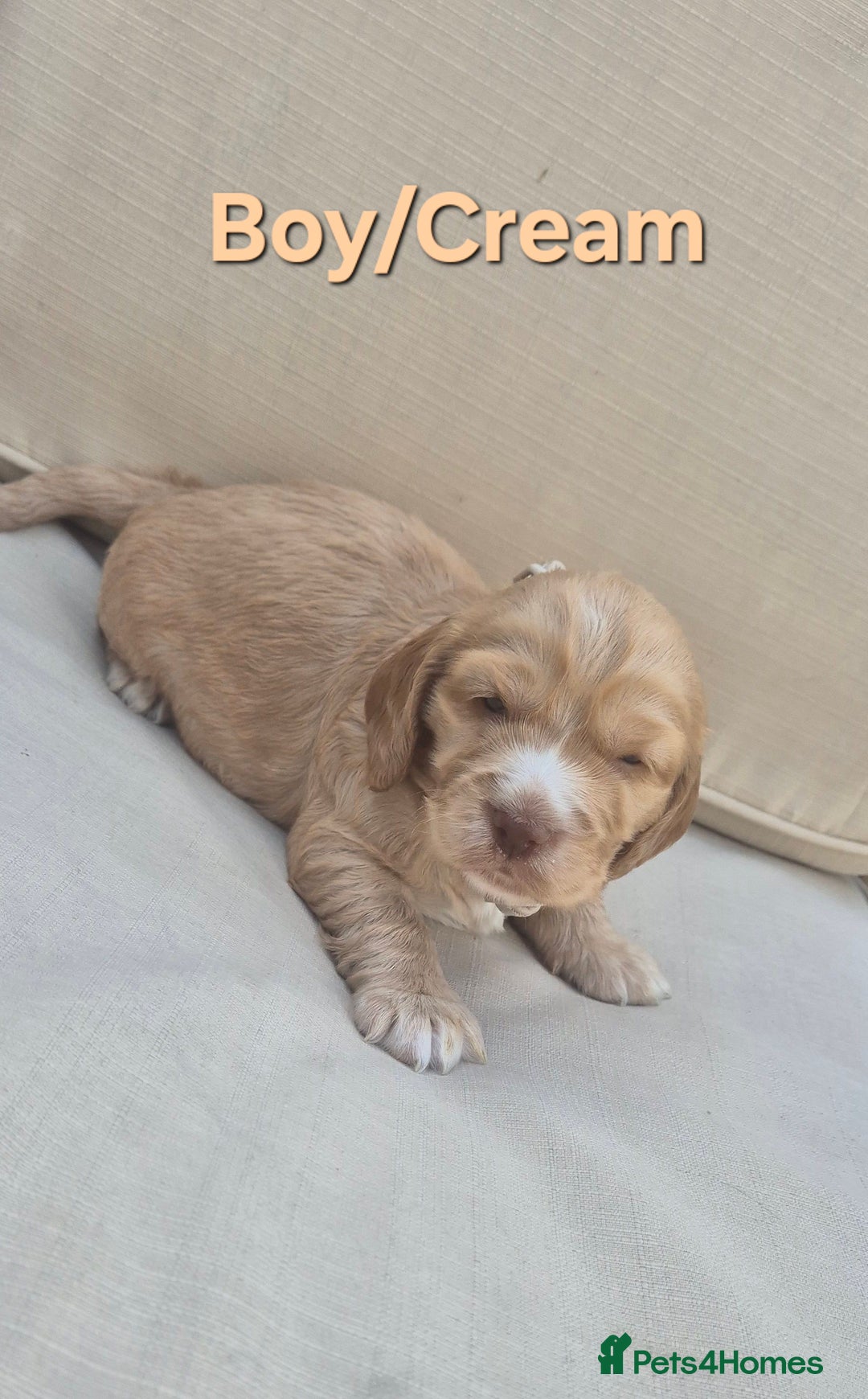 Cocker Spaniel dogs for sale: 🐶 Cocker spaniel Show-type Puppies - Image 8