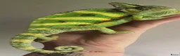 Chameleon reptiles for sale: Yemen Chameleon Babies ✅ 🦎 in Dunmow - Advert 16