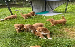 Australian Labradoodle dogs for sale: Australian Labradoodle puppies  - Image 2
