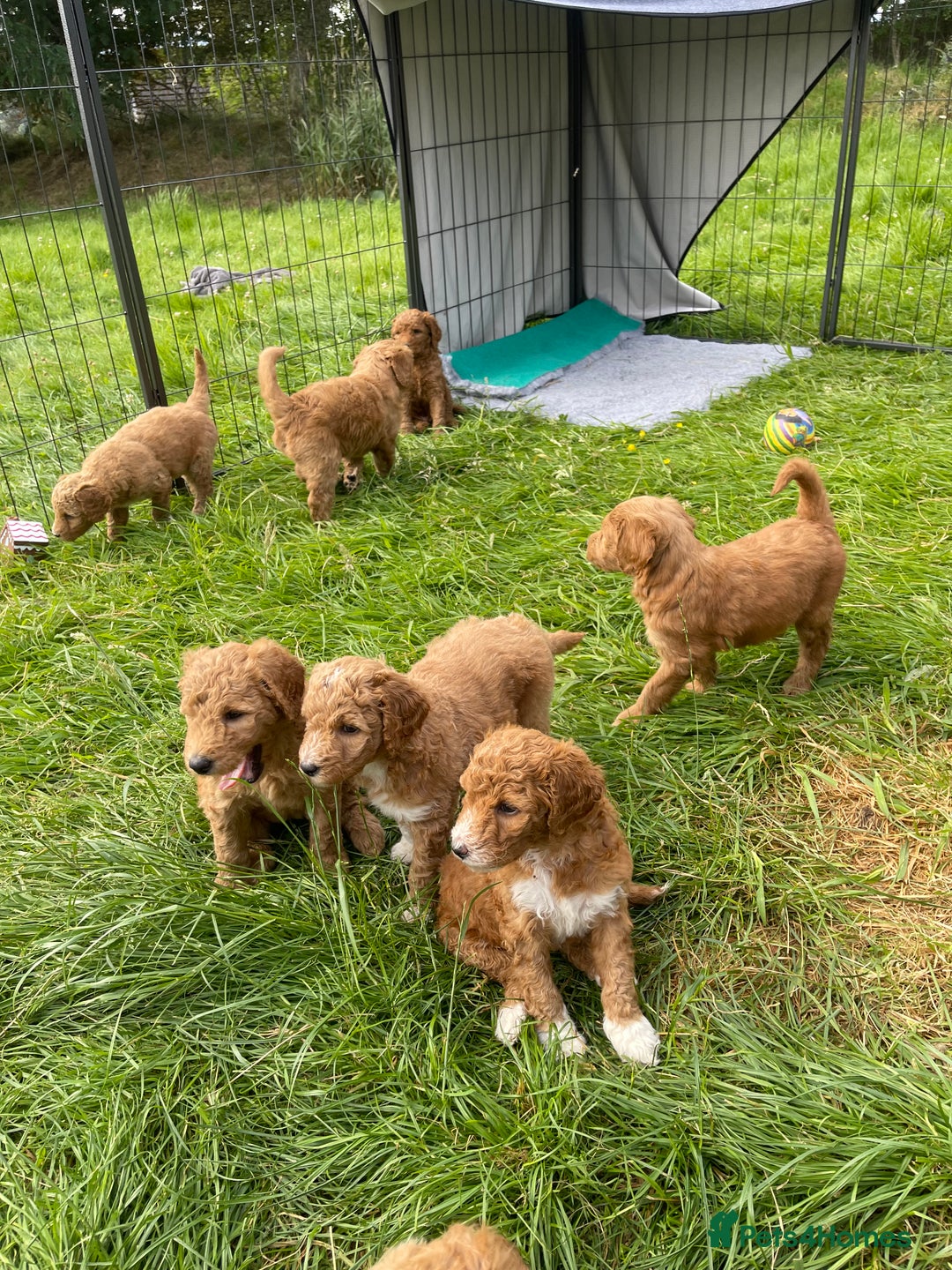 Australian Labradoodle dogs for sale: Australian Labradoodle puppies  - Image 2