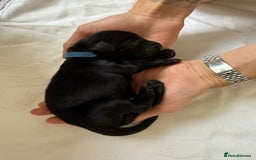 Flat coated Retriever dogs for sale: Flat coat Retriever Puppies for sale - Image 9