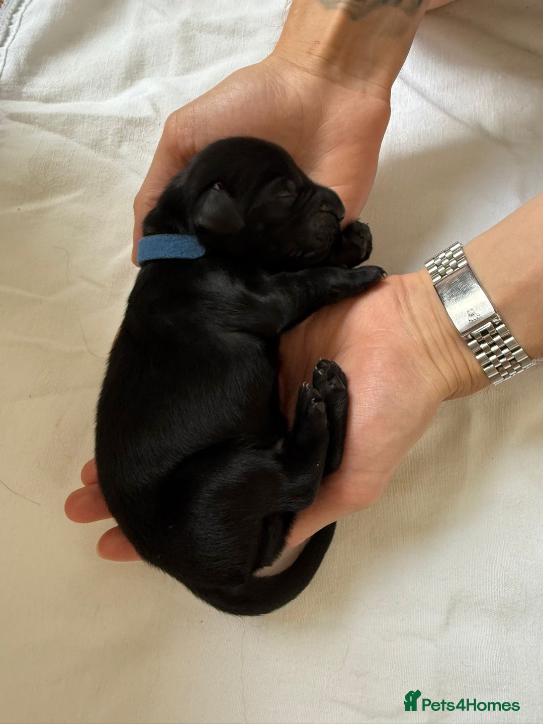 Flat coated Retriever dogs for sale: Flat coat Retriever Puppies for sale - Image 9