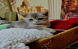 Scottish Fold cats for sale: Ready to leave cute kittens  - Image 12