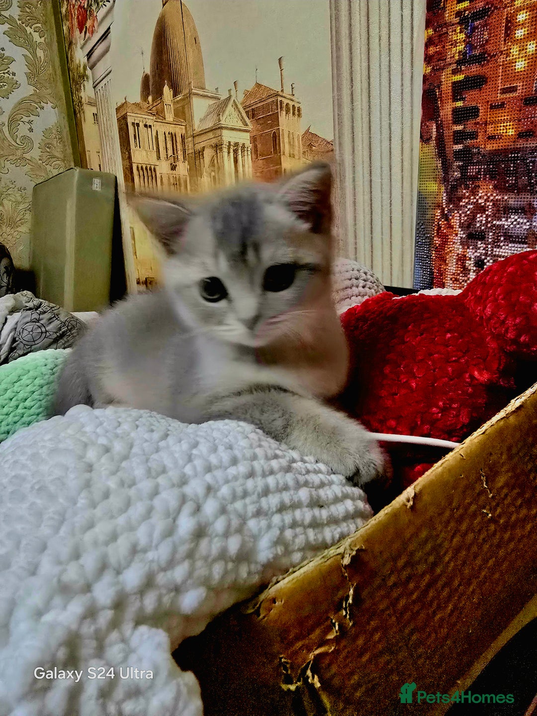 Scottish Fold cats for sale: Ready to leave cute kittens  - Image 12