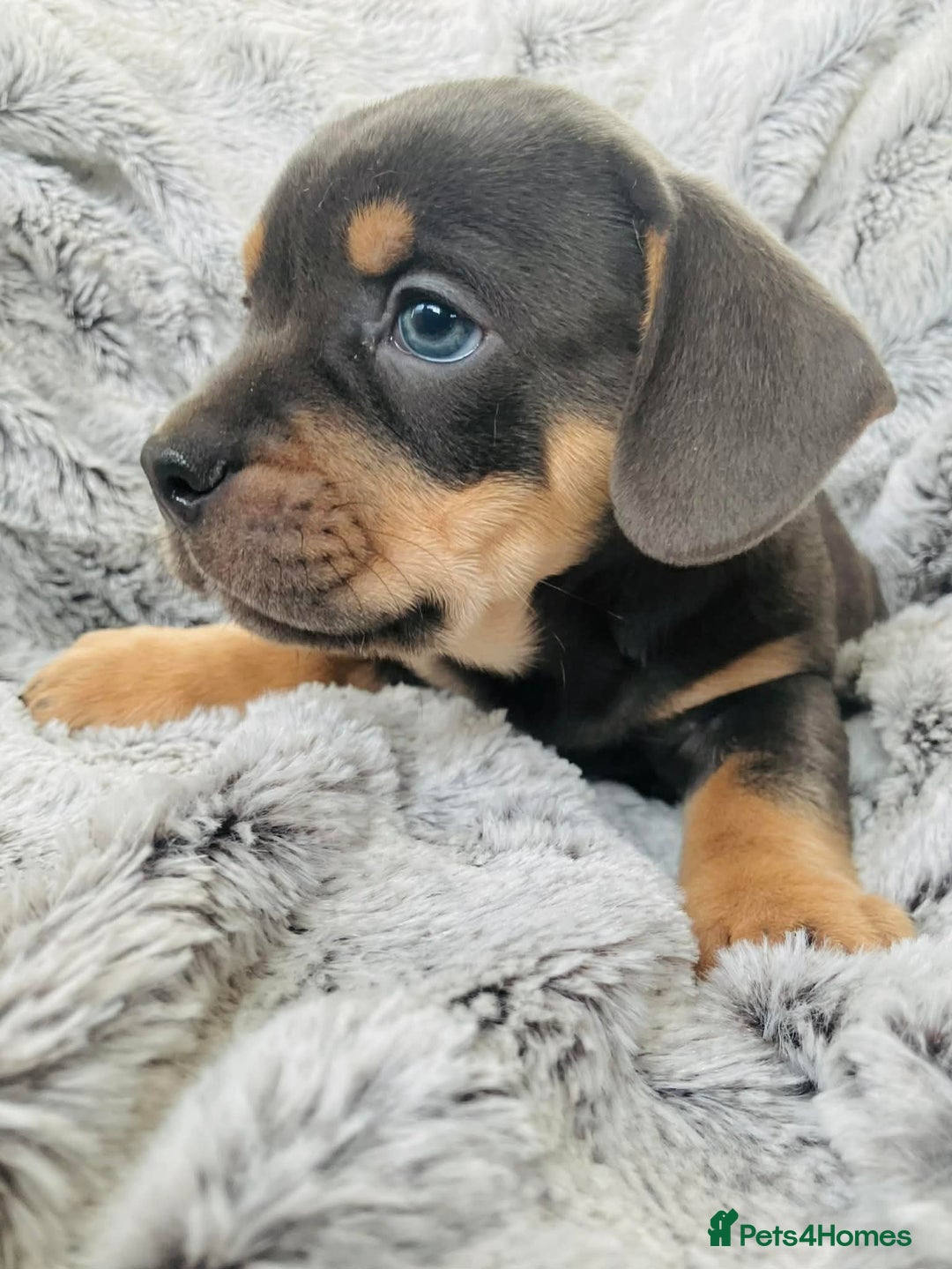 Mixed Breed dogs for sale: Bulldog x Mini Dachshund Puppies - Advert 21