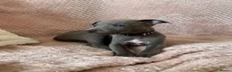 Whippet dogs for sale: Blue Kennel Club Registered Whippet pups - Advert 5