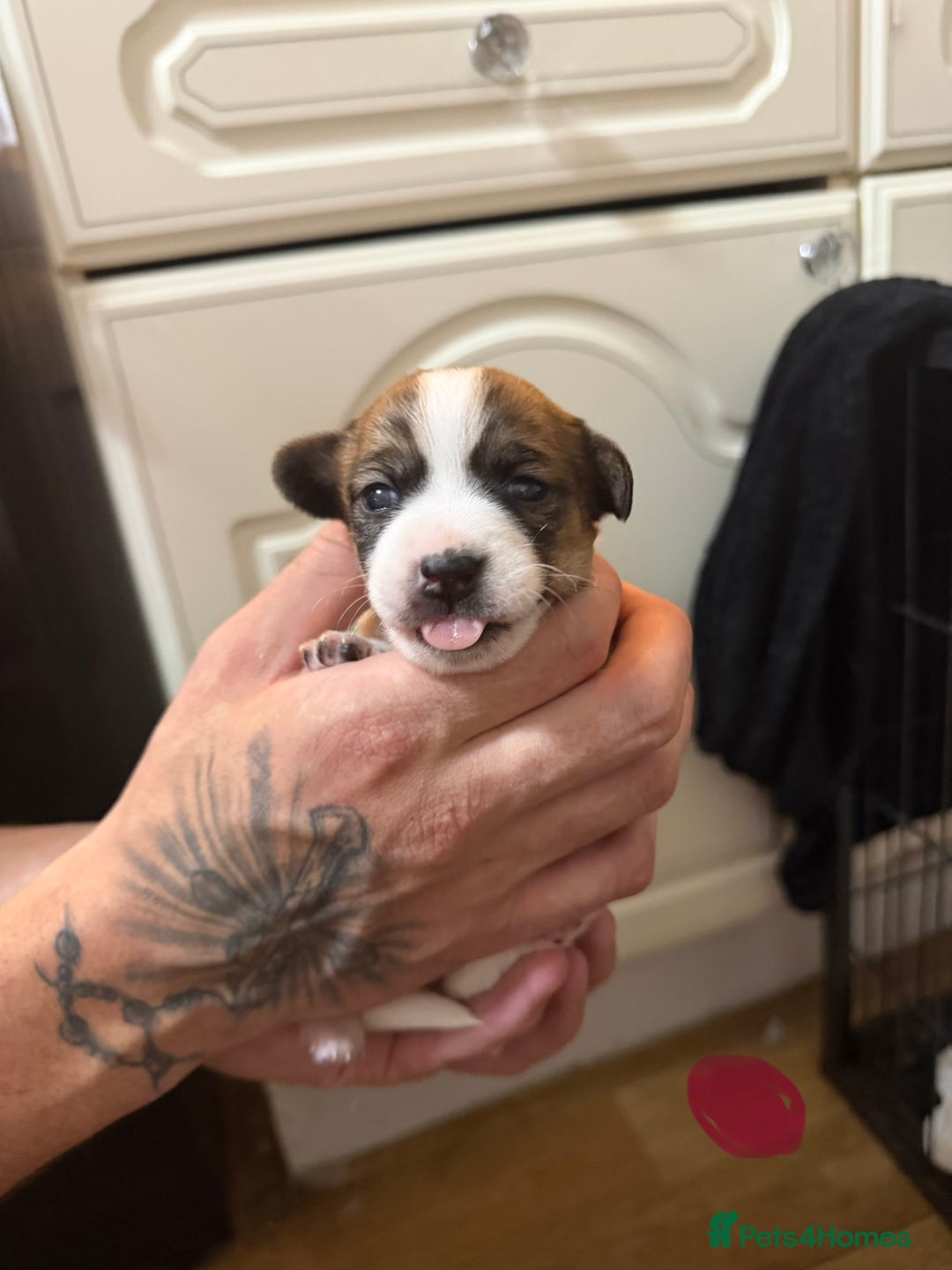 Jack Russell dogs for sale: Jack Russell puppies  - Advert 14