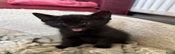 Bombay cats for sale: Beautiful Bombay x BSH Tuxedo Kittens in Bury - Advert 11