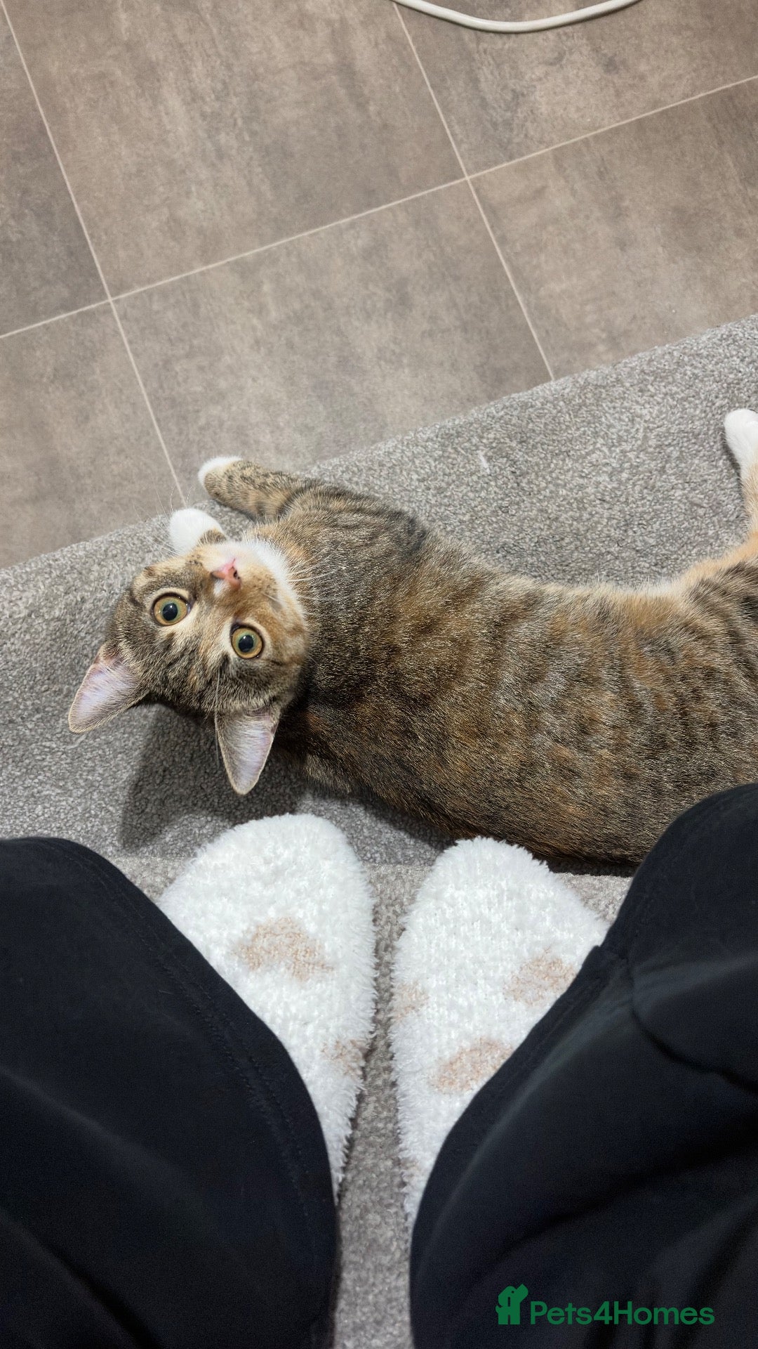 Domestic Shorthair cats for sale: Female Shorthair Kitten - Advert 4