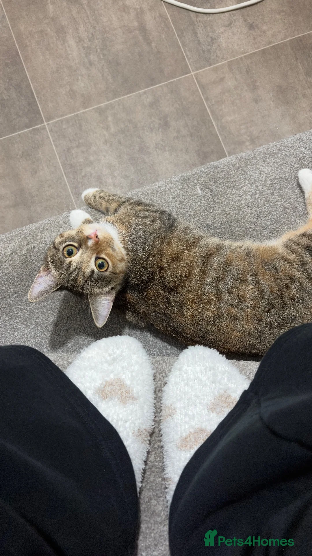 Domestic Shorthair cats for sale: Female Shorthair Kitten in Leicester - Advert 1