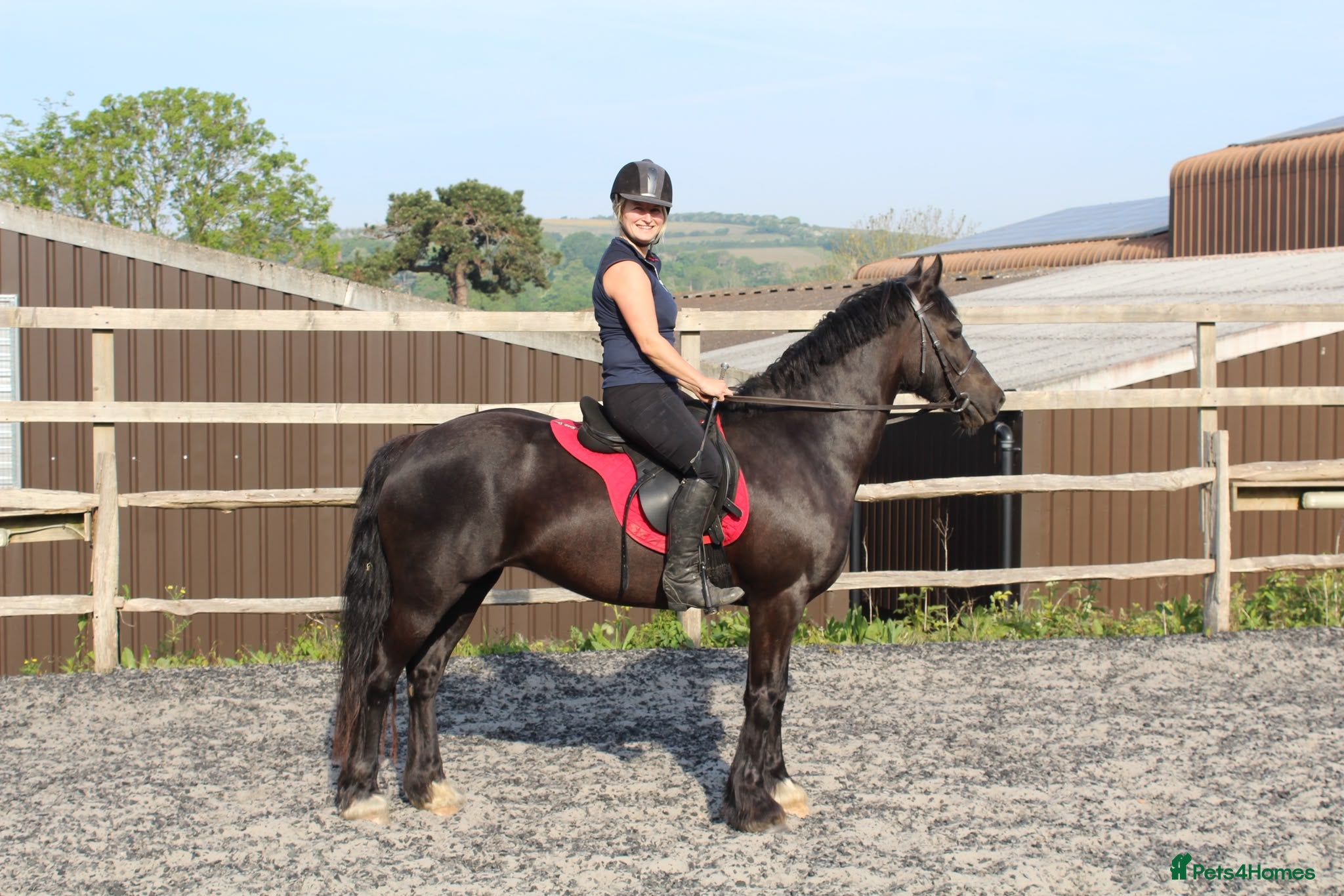 Welsh Section D horses Stunning 13,3/14hands Welsh D mare - Advert 4