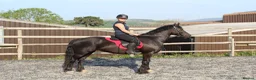 Welsh Section D horses for sale: Stunning 13,3/14hands Welsh D mare in Hailsham - Advert 1