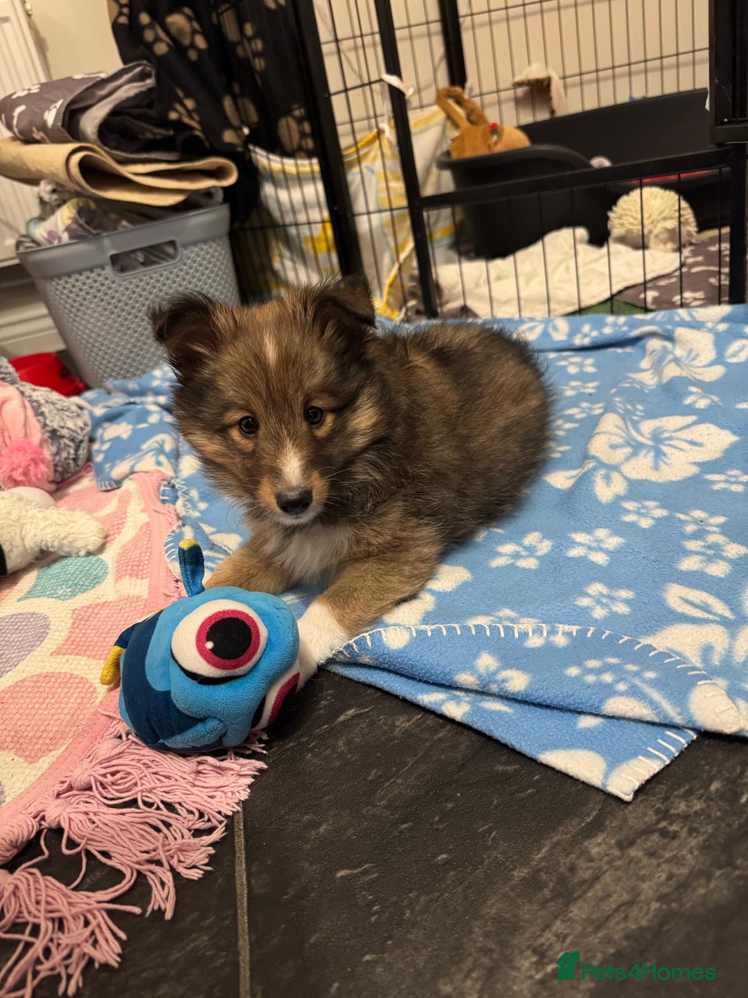 Shetland Sheepdog dogs for sale: Purebred Shetland Sheepdog Puppies - Image 17