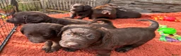 Labradoodle dogs for sale: 🐾 Beautiful Dark Chocolate Labradoodle pups - Advert 1