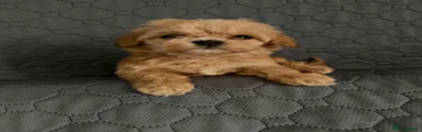 Maltipoo Puppy 6