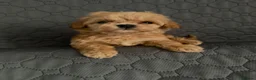 Maltipoo dogs for sale: 7 Beautiful Maltipoo Pups  - Advert 3
