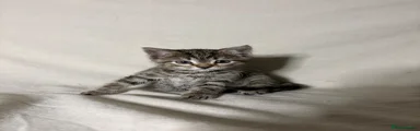 Male Kitten 3