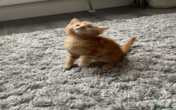 Mixed Breed cats for sale: 5 Kittens for sale  - Image 26