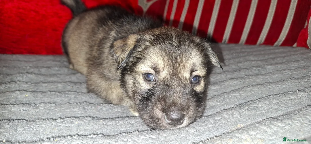 Mixed Breed dogs for sale: Siberian husky + Rus A Pei - Advert 9