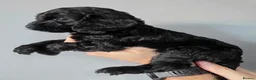 Cockapoo dogs for sale: F1 Cockapoos. DNA Health tested.  - Advert 19