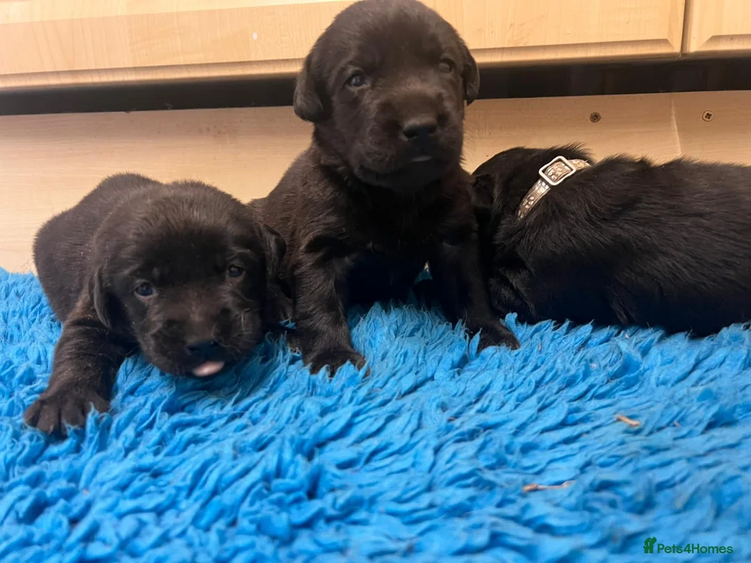 Labrador Retriever dogs for sale: Gorgeous chunky black Labrador puppies  - Advert 5