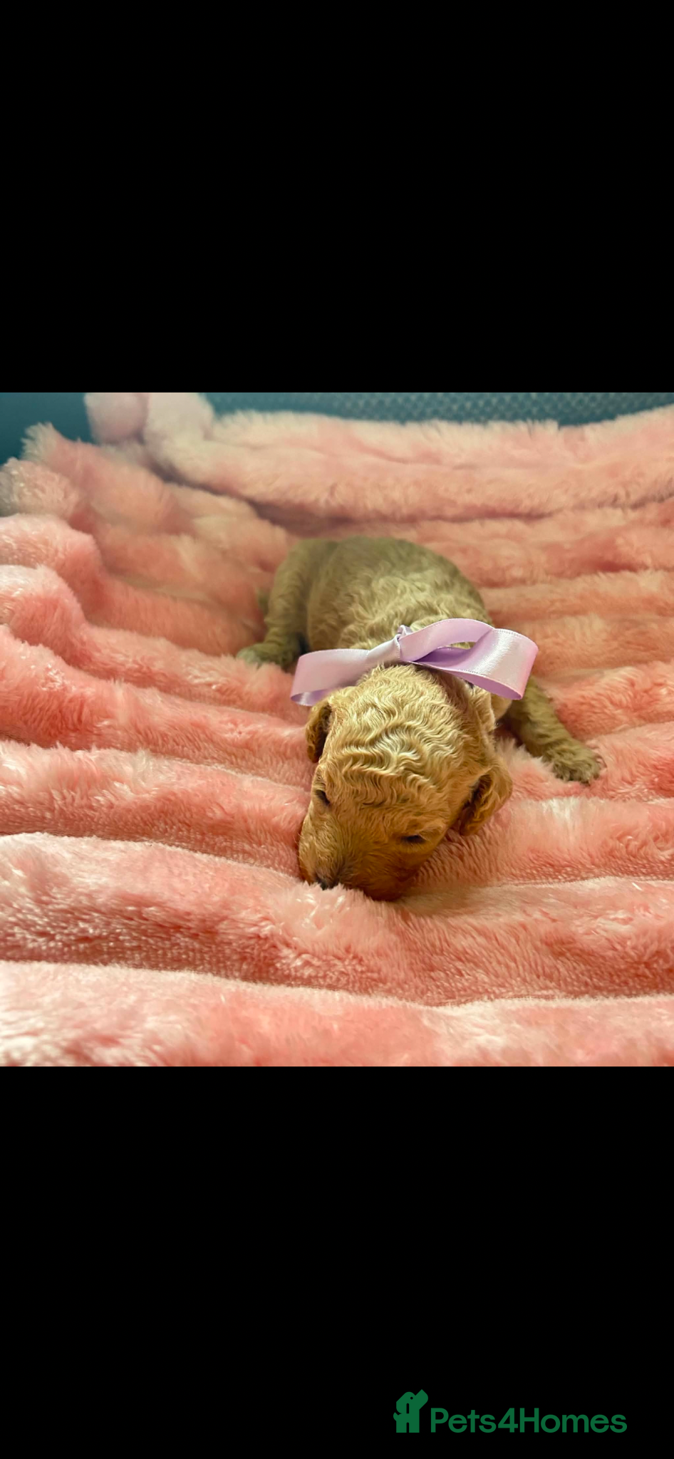 Miniature Poodle dogs for sale: ⭐️⭐️ stunning miniature poodle puppies ⭐️⭐️ - Advert 10